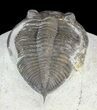 Bargain, Zlichovaspis Trilobite #62167-3